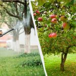 Bladlöss kommer aldrig att röra äppelträd igen: en effektiv lösning med två ingredienser Bladlöss kommer aldrig att röra äppelträd igen: en effektiv lösning