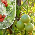 Två hundra gram och de är mogna: en grönsaksodlare delade sin farfars metod utan kemikalier Två hundra gram och de är mogna: en grönsaksodlare delade